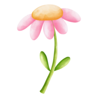 acuarela flor, dibujado a mano ilustración, primavera temporada png