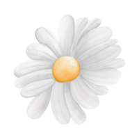 aquarelle oeil de bœuf Marguerite fleur, camomille fleur, printemps élément png