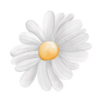 Watercolor ox-eye daisy flower, chamomile flower, Spring Element png