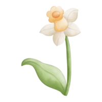 vattenfärg vår blomma, påsk element, påsk och vår begrepp png