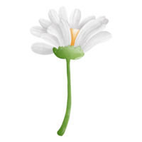 Watercolor ox-eye daisy flower, chamomile flower, Spring Element png