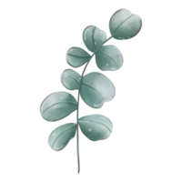 groen blad takken, eucalyptus, olijf, groen bladeren png