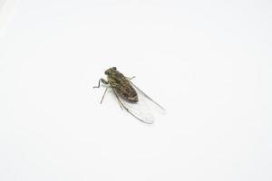 Black Cicadidae in white Background photo