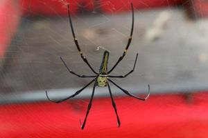 macro shot of spider in spider web photo