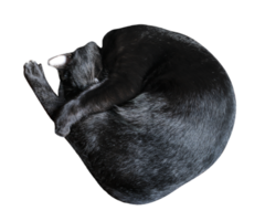 noir chat en train de dormir png