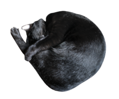 Preto gato dormindo png