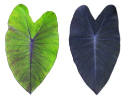 Green and black elephant ears plant leaf png