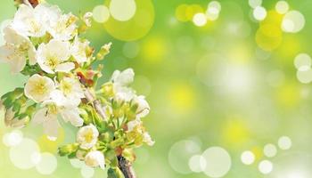 Beautiful nature view of spring flowering trees on blurred background. photo