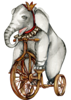 Watercolor hand drawn circus elephant on bicycle vintage style. A drawing of an elephant on a bike with a red ribbon around its neck.Perfect for wedding, invitations, blogs,card templates, birthday . png