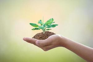 mano sosteniendo un gran árbol que crece sobre fondo verde. concepto del día de la tierra ecológica foto
