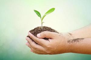 mano sosteniendo un gran árbol que crece sobre fondo verde. concepto del día de la tierra ecológica foto