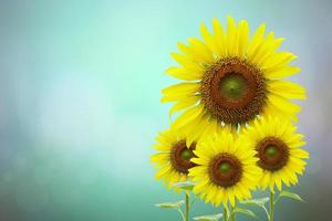 Beautiful Sunflower Blooming Bokeh Background photo