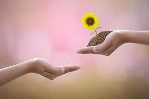 hand holdig big tree growing on green background. eco earth day concept photo