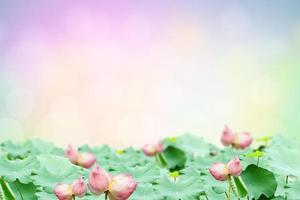 Makha Asanaha Visakha Bucha Day. Lotus leaves with shining light. Soft image and smooth focus style photo