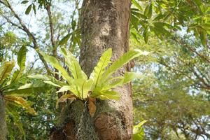 Green ornamental plants on trees in the garden photo