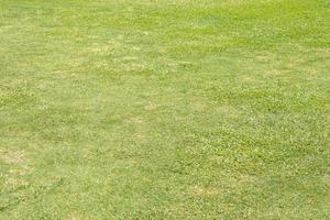 green grass background for sitting in the garden photo