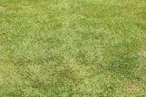 green grass background for sitting in the garden photo