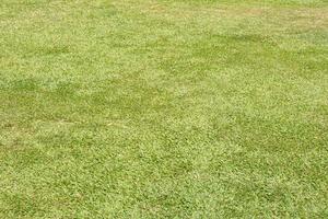 green grass background for sitting in the garden photo