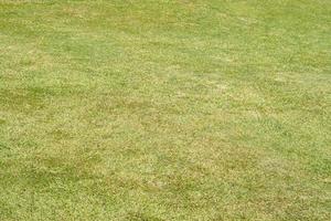 green grass background for sitting in the garden photo