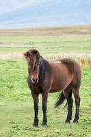 retrato de un hermosa marrón caballo en un prado foto