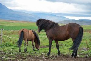 hermosa paisaje en Islandia con dos caballos foto