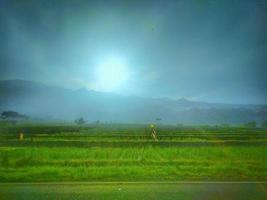 View of the rice fields on a sunny morning. photo