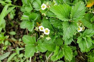 strawberries with flowers. White flowers on strawberry seedlings in the garden photo