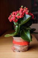floreciente kalanchoe de cerca. rojo flores de kalanchoe. foto