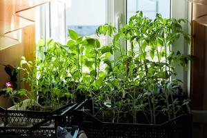tomato seedlings on the windowsill photo