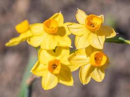 A single wayward Narcissus jonquilla plant lights up the early spring garden. photo