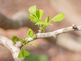 Closeup of two leaf buds on a Ginkgo biloba tree. photo