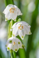 The leucojum vernum plant brightens the early spring garden. photo