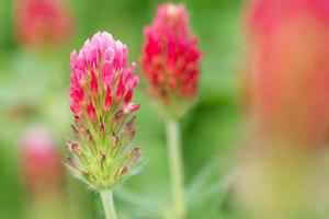 Closeup of an isolated crimson clover flower. photo