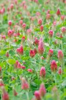 Vertical image of a field of red and pink Trifolium incarnatum. photo