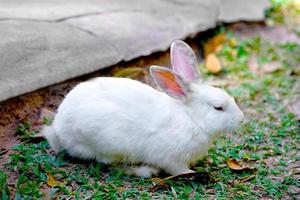 blanco Conejo en al aire libre verde césped. Pascua de Resurrección conejito con rosado grande orejas en el jardín foto