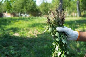 A hand with weeds in the garden background. Gardening concept photo