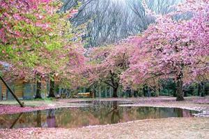 Beautiful cherry blossom sakura of reflecting water with spring season at parks in Japan photo