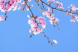 Beautiful pink cherry blossoms Sakura with against blue sky refreshing in the morning in japan photo