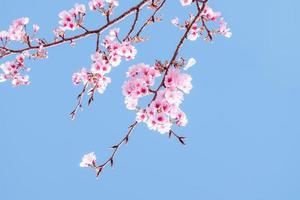 Cherry Blossom or Sakura flower blooming on against blue sky a spring season in japan photo