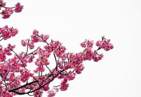 enfoque suave de hermosa flor de cerezo con desvanecimiento en flor de sakura rosa pastel, plena floración una temporada de primavera en Japón foto