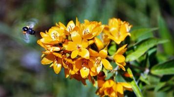 un abeja en vuelo en frente de un amarillo flor coleccionar polen para Miel. foto