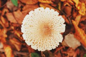 Contour of the cap of the white mushroom in the autumn forest of the Caucasus. Top View photo