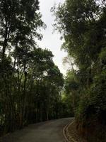 pacífico bosque en el medio de el excursionismo caminos foto