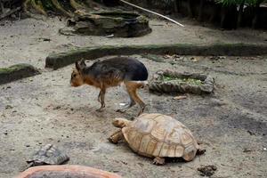 Selective focus of deer and sulcata turtles relaxing in their cages. photo