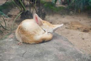 Selective focus of fennec fox sleeping on a rock. photo