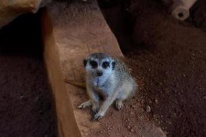 Selective focus of meerkats who are relaxing in their cages in the afternoon. photo