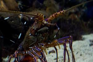 Blur image of a lobster living in a dark aquarium. photo