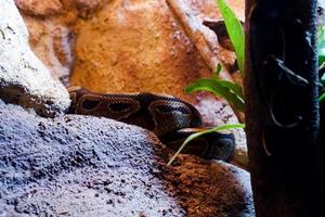 Selective focus of black milk snake perched on a rock in a dark cage photo