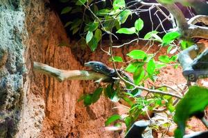 Selective focus of the blue spotted tree monitor lizard perched on top of its cage trees. photo
