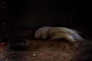 Selective focus of a sleeping javanese white hedgehog in its dark cage. photo